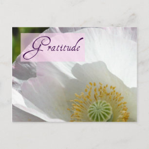 White IJsland Poppy Gratitude Post Card Briefkaart