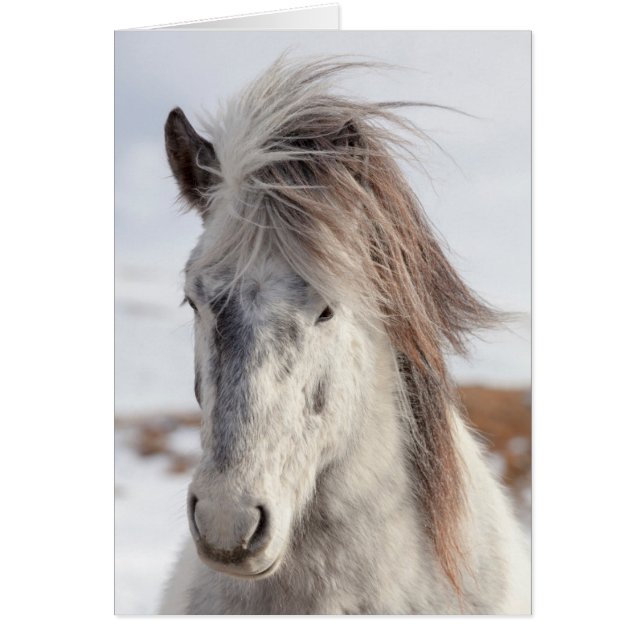 White IJslands Horse Headshot (Voorkant)