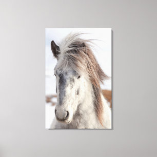 White IJslands Horse Headshot Canvas Afdruk