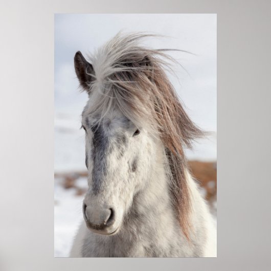 White IJslands Horse Headshot Poster (Voorkant)