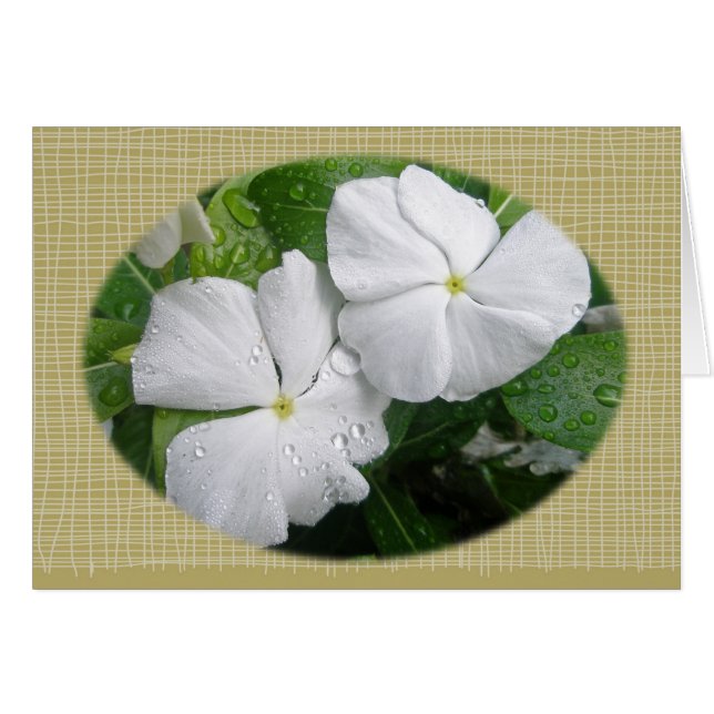 White Impatiens Flowers (Voorkant Horizontaal)