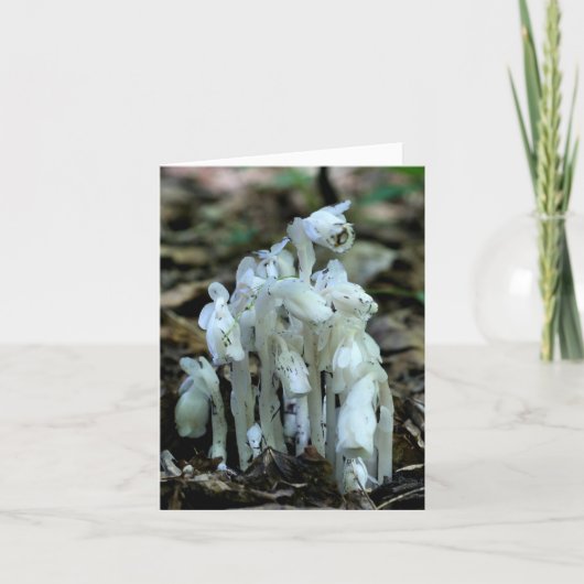 White Indian Pipe Wildflowers Nature  Notitiekaartje (Voorkant)