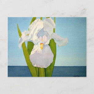 White Iris2 Briefkaart