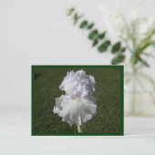 White Iris Briefkaart (Staand voorkant)