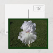 White Iris Briefkaart (Voorkant / Achterkant)