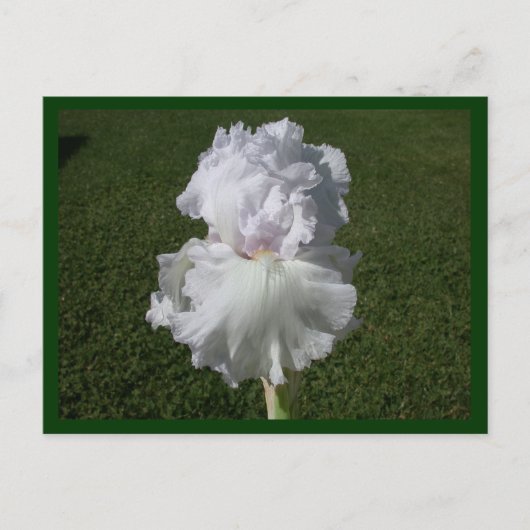 White Iris Briefkaart (Voorkant)