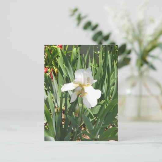 White Iris Briefkaart (Staand voorkant)