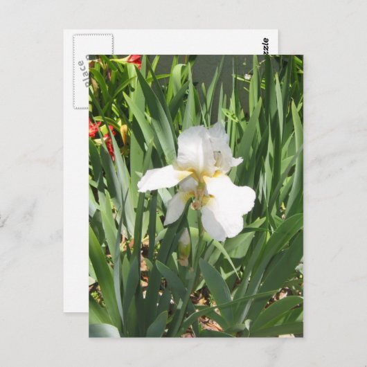 White Iris Briefkaart (Voorkant / Achterkant)