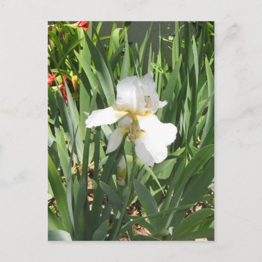 White Iris Briefkaart (Voorkant)