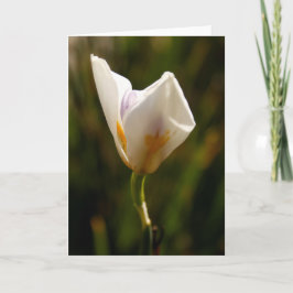 White Iris Flower Greeting Card Aankondiging