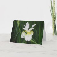 White iris