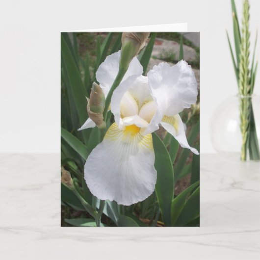 White Iris Kaart (Voorkant)