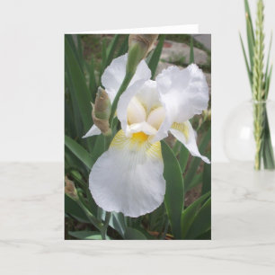 White Iris Kaart