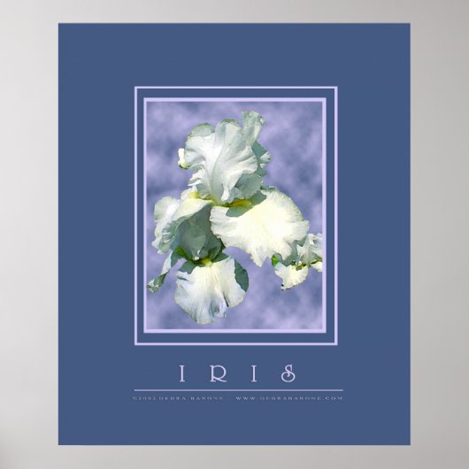 White Iris Poster (Voorkant)