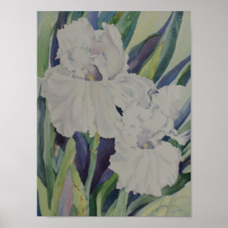 White Iris Poster