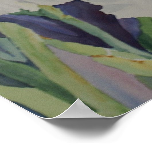 White Iris Poster (Hoek)