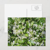 White Jasmine Flowers Briefkaart (Voorkant / Achterkant)