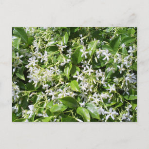 White Jasmine Flowers Briefkaart