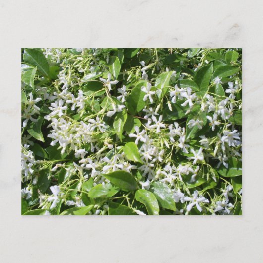 White Jasmine Flowers Briefkaart (Voorkant)