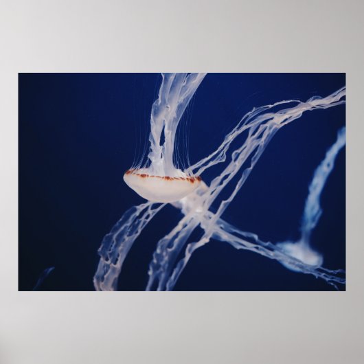 WHITE JELLY FISH POSTER (Voorkant)