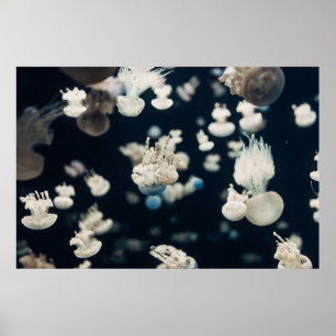 WHITE JELLYFISH UNDERWATER FOTO POSTER