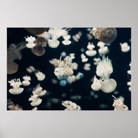 WHITE JELLYFISH UNDERWATER FOTO POSTER (Voorkant)
