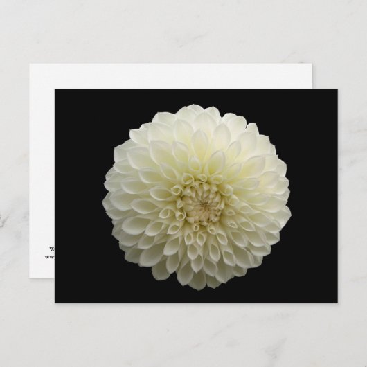 White Jomanda (Dahlia) Briefkaart (Voorkant / Achterkant)
