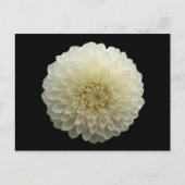 White Jomanda (Dahlia) Briefkaart (Voorkant)