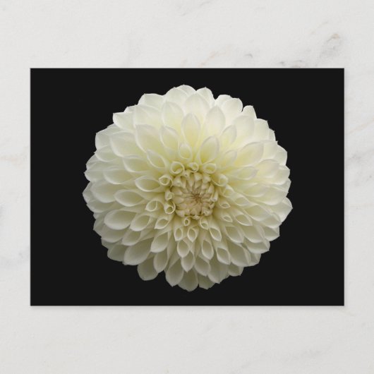 White Jomanda (Dahlia) Briefkaart (Voorkant)