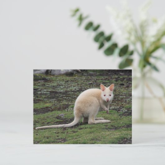 White Kangaroo Briefkaart (Staand voorkant)