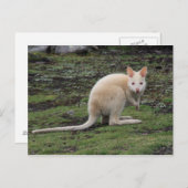 White Kangaroo Briefkaart (Voorkant / Achterkant)