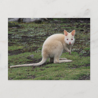 White Kangaroo Briefkaart