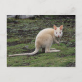 White Kangaroo Briefkaart (Voorkant)