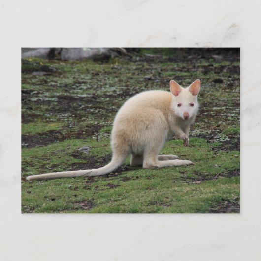 White Kangaroo Briefkaart (Voorkant)