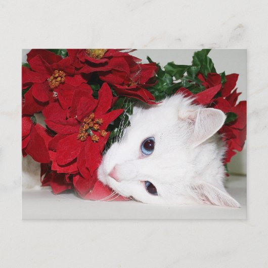 White kat Kerstmis Feestdagenkaart (Voorkant)