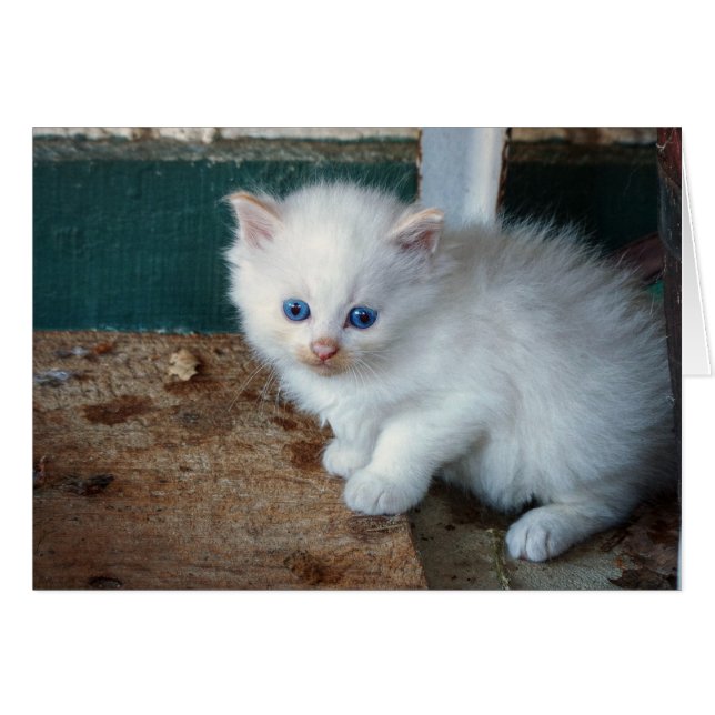 White Kitten (Voorkant Horizontaal)