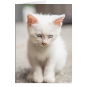 White Kitten