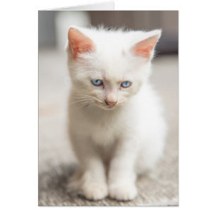White Kitten