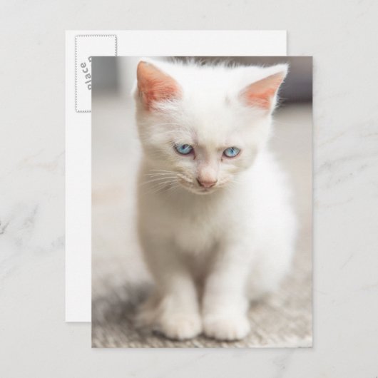 White Kitten Briefkaart (Voorkant / Achterkant)