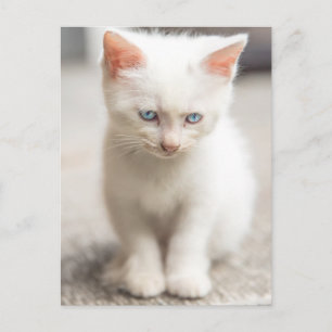 White Kitten Briefkaart