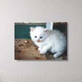 White Kitten Canvas Afdruk (Voorkant)