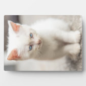 White Kitten Fotoplaat (voorkant)