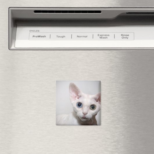 White Kitten Magnet (Insitu (Vaatwasser))