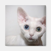 White Kitten Magnet (Voorkant)