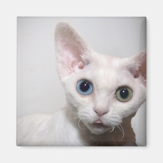 White Kitten Magnet