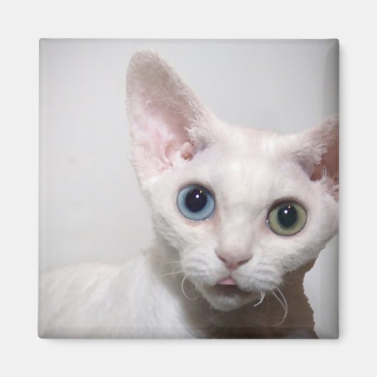 White Kitten Magnet (Voorkant)