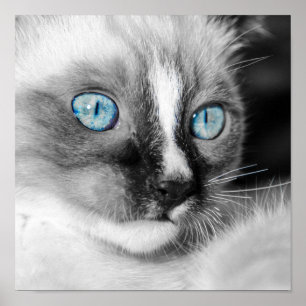 White Kitten met blauwe ogen Poster