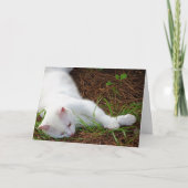 White Kitten op pijnnaalden Kaart (Voorkant)