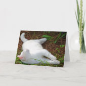 White Kitten op pijnnaalden Kaart (Voorkant)