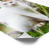 White Kitten Photo Foto Afdruk (Hoek)